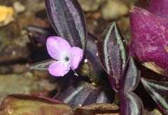 Tradescantia zebrina