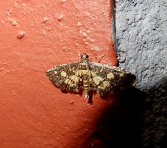 Eurrhyparodes bracteolalis