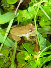 Hyla squirella
