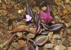 Tradescantia zebrina