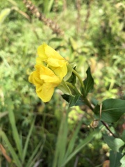 Oenothera rubricaulis