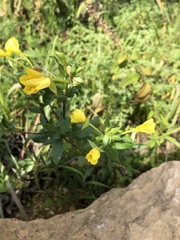 Oenothera rubricaulis