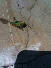 Eupholidoptera chabrieri