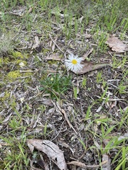 Brachyscome diversifolia