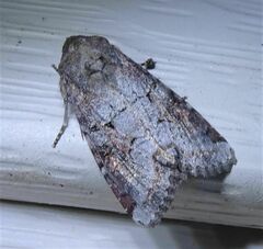 Trichordestra legitima