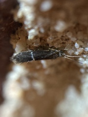 Glossosomatidae