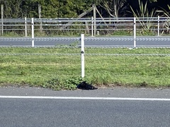 Porphyrio melanotus melanotus