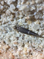 Glossosomatidae