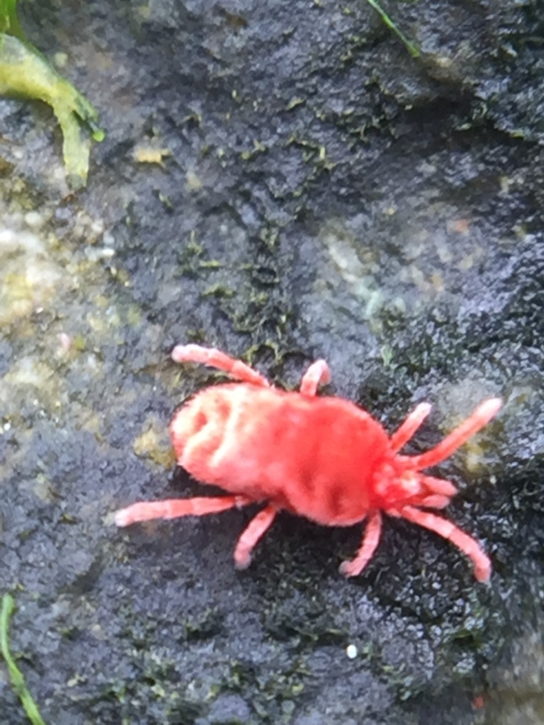 Microtrombidium aucklandicum