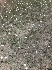 Zephyranthes chlorosolen