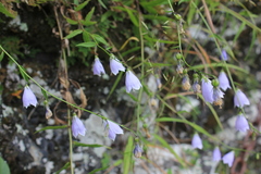 Adenophora morrisonensis