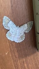 Pingasa ruginaria pacifica