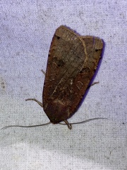 Noctua pronuba
