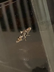 Desmia maculalis