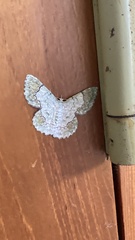 Pingasa ruginaria pacifica