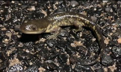 Ambystoma mavortium