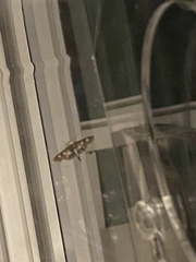 Desmia maculalis
