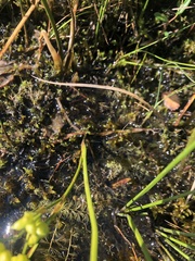 Scheuchzeria palustris