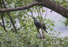 Columba pulchricollis