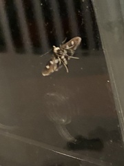 Desmia maculalis