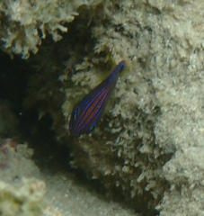 Pomacentridae