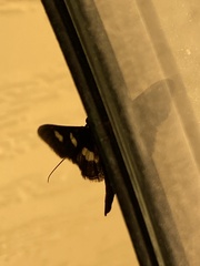 Desmia maculalis