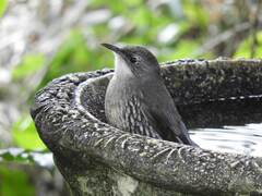 Cormobates leucophaea