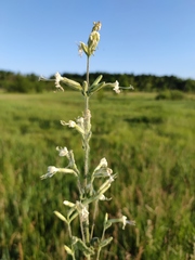 Silene viscosa