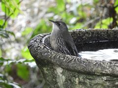 Cormobates leucophaea