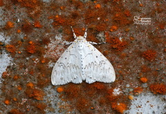 Psilochira lineata