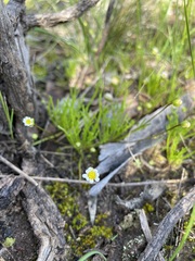 Brachyscome lineariloba