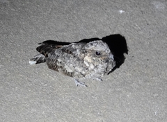 Phalaenoptilus nuttallii