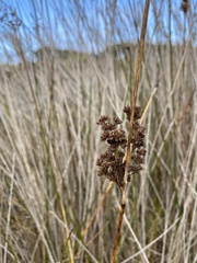 Juncus kraussii
