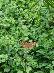 Junonia lemonias