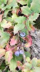 Berberis alpina