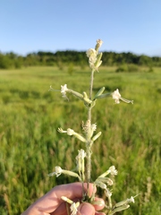 Silene viscosa