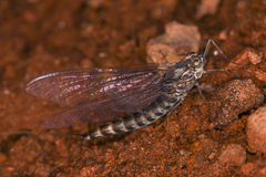 Siphlonurus