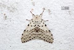 Lymantria marginalis