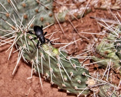 Moneilema semipunctatum