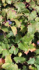 Berberis alpina