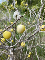 Solanum linnaeanum