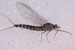 Siphlonurus