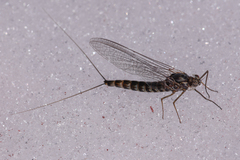 Siphlonurus