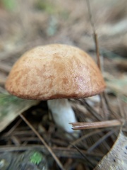 Suillus weaverae