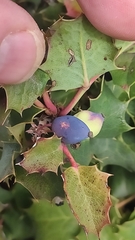 Berberis alpina