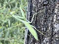 Stagmomantis limbata