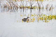 Podiceps cristatus