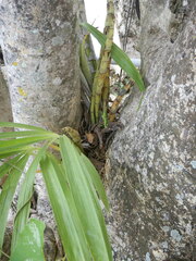 Cyrtopodium macrobulbon