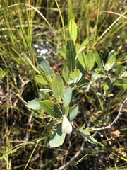 Salix pedicellaris