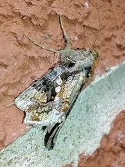 Chrysodeixis includens